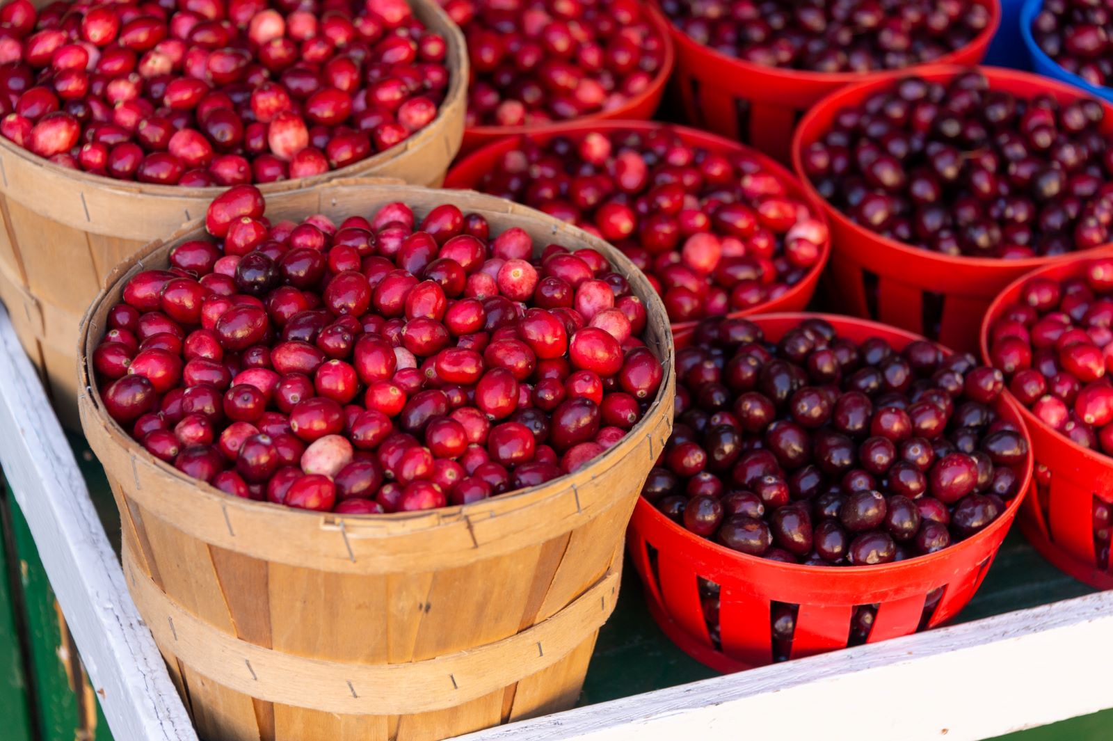 Middleboro, MA cranberry festival celebrating the town's farming heritage