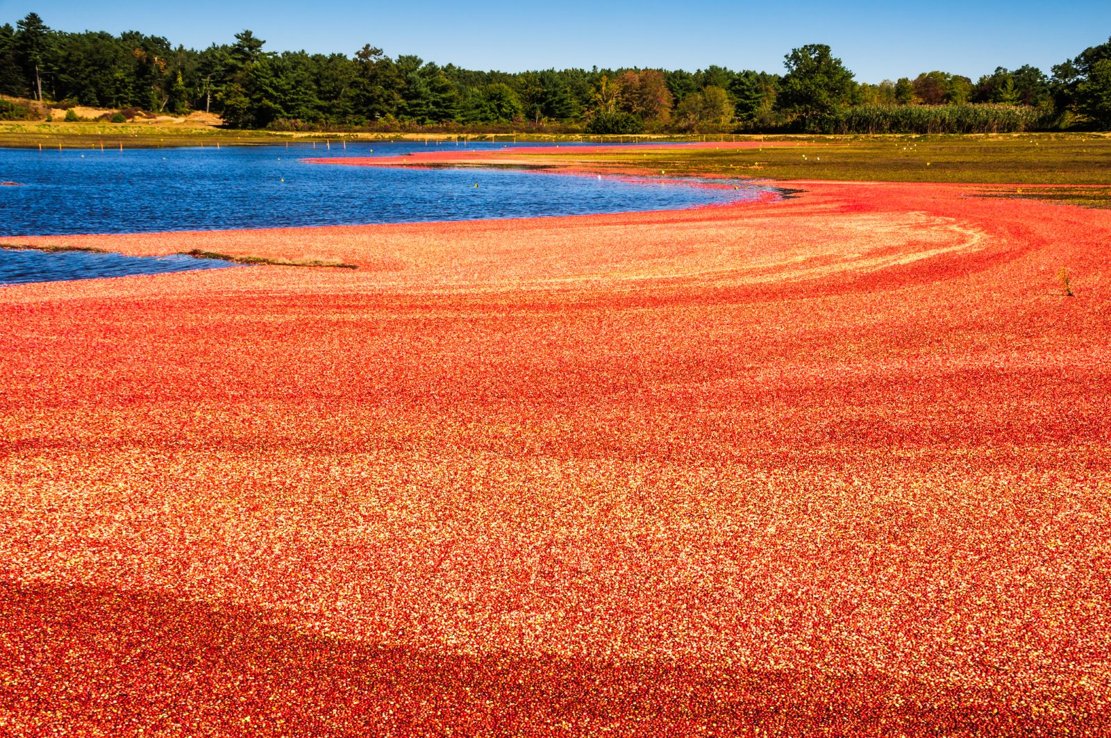 Carver’s cranberry bogs reflect the town’s farming roots and rural character.